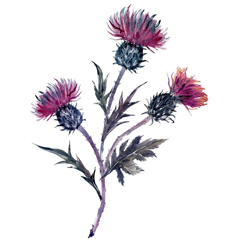 MILK THISTLE